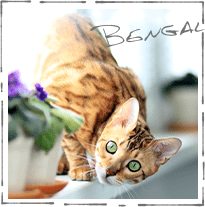 わんく 茨城県稲敷市の猫犬専門ブリーダー直販 わんく 茨城県稲敷市の猫犬専門ブリーダー直販