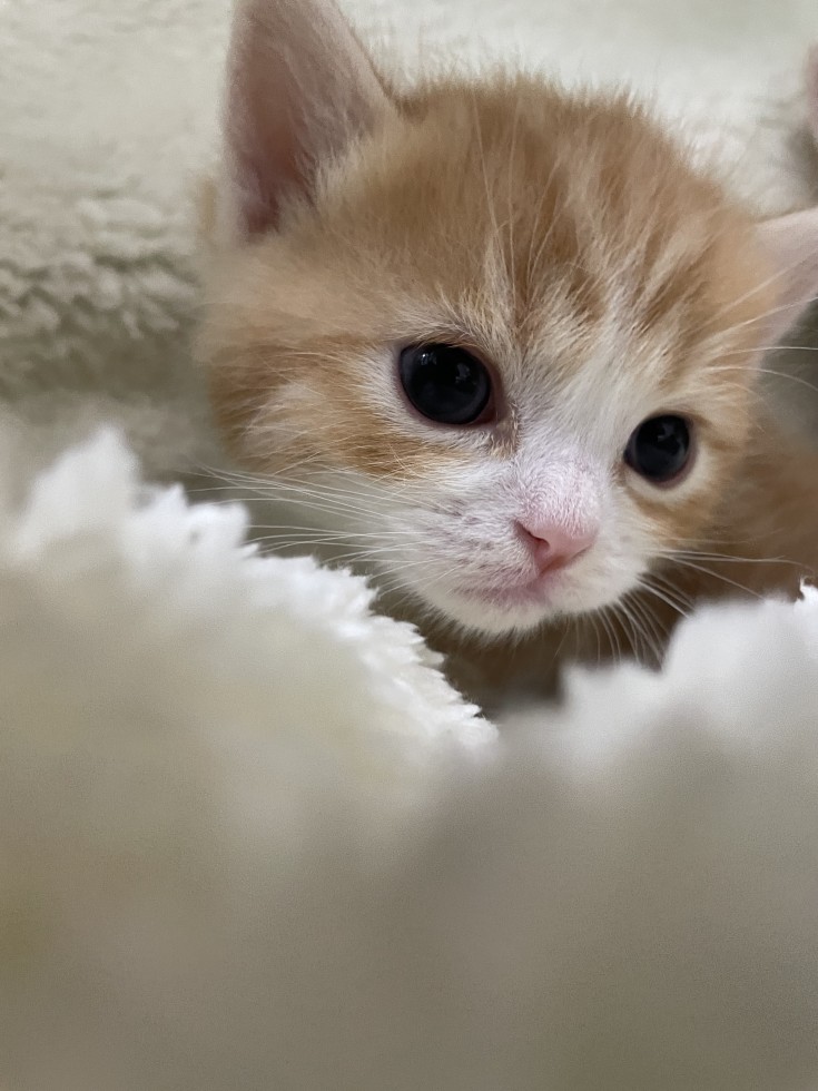 子猫と子犬 わんく 茨城県稲敷市の猫犬専門ブリーダー直販